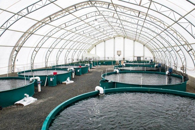 “البيئة”: 3 شركات استزراع مائي تستعد لتصدير من 10 – 15 ألف طن من الأسماك والروبيان إلى روسيا بقيمة مبيعات تصل إلى 293 مليون ريال سنوياً