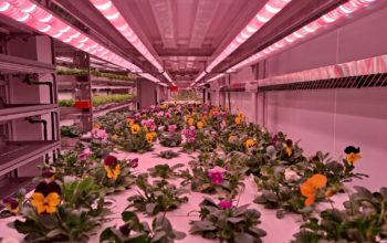 شركة ناشئة تحت دائرة الضوء: اليسكا لايف تكنولوجيز للتقنية الزراعية ومقرها دبي تعمل لضمان ممارسات زراعية مستدامة في الإمارات